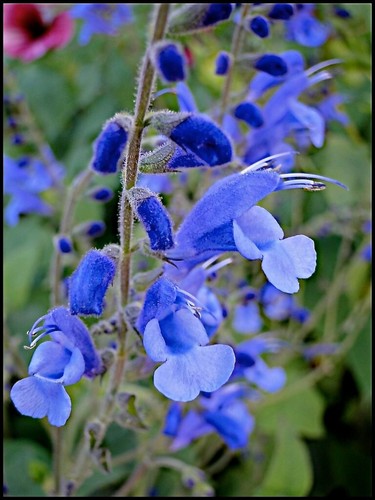 Salvia saggitata blue - salvia, ‘blue