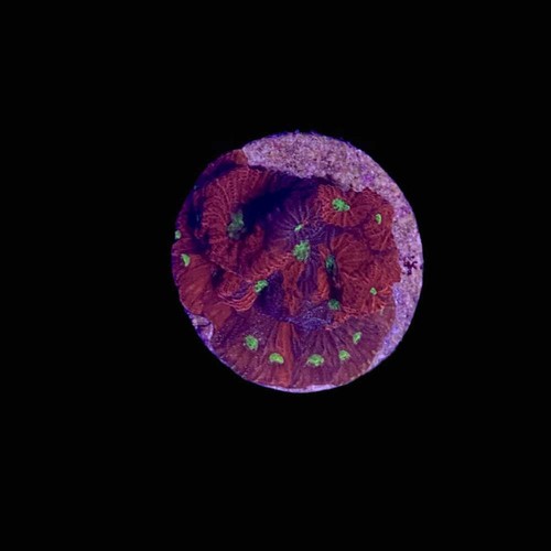 War favia coral - favia, 1")