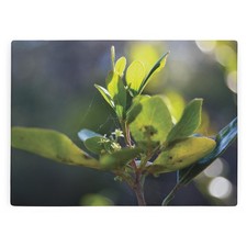 Green Leaves Glass Worktop