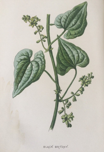 Antique print black bryony - print,
