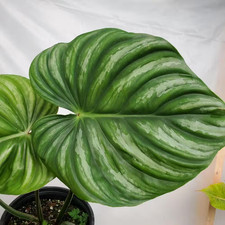 Plowmanii Philodendron-Live