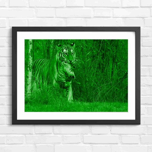 Mother tiger carrying cub - carrying, in