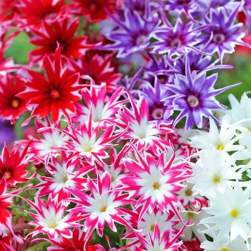 Twinkle mix phlox - twinkle, seeds