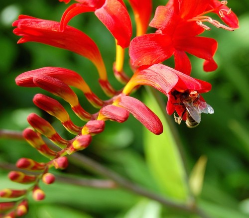 Crocosmia lucifer gardening - crocosmia,