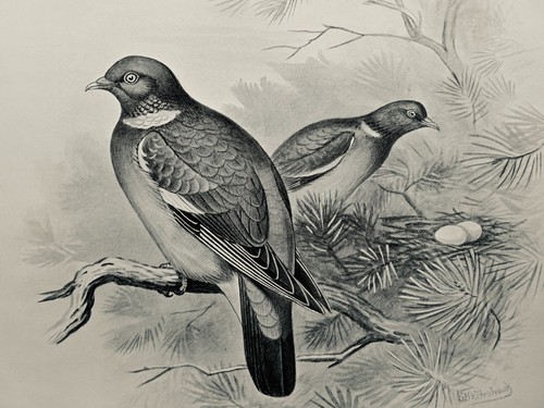 C1896 antique bird print the - c1896,
