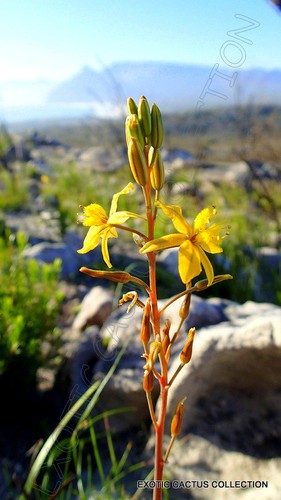 Bulbine abyssinica bushy rare - abyssinica,