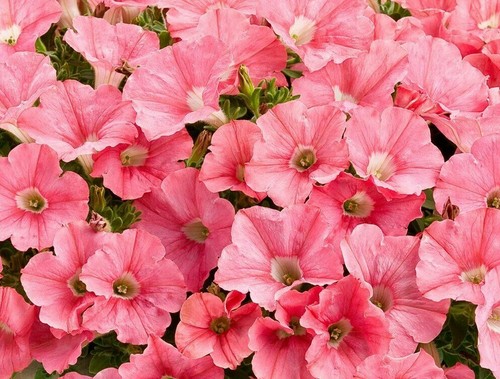 1000 seeds petunia nana - seeds,