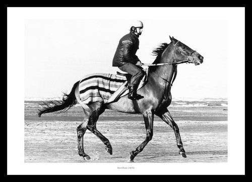 Red rum training gallop 1978 - gallop,