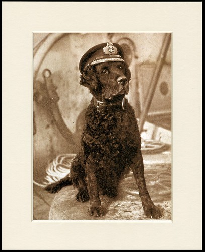 Curly coated retriever dog art - curly,