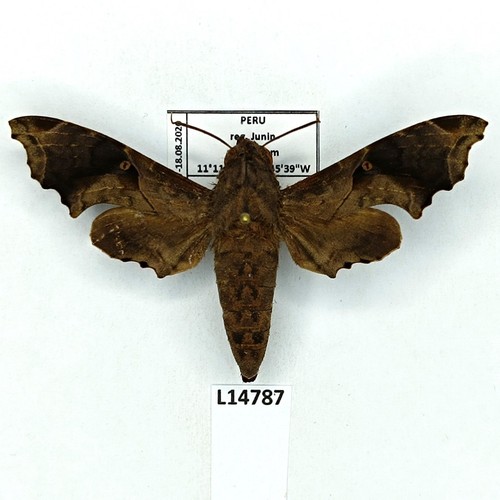 Sphingidae enyo lugubris - sphingidae,,