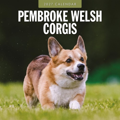 Pembroke welsh corgis - pembroke,