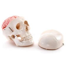 66fit™ Deluxe Life Size Human Skull With 8 Part Brain Anatomical Model