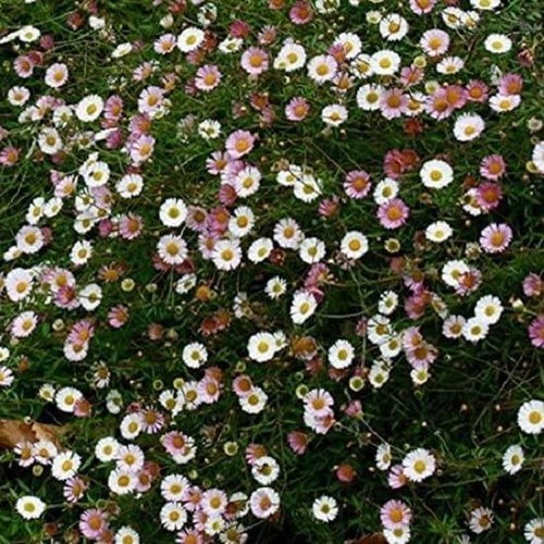 Erigeron karvin stallone - erigeron, stallone'