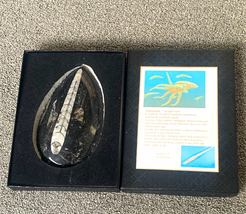 Polished orthoceras fossils - polished,