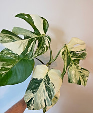Monstera Albo Variegated Cheese Plant 12cm