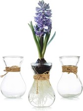 Hyacinth Bulb Vase Hyacinth
