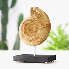 Limestone Ammonite Real Dinosaur Fossil Bespoke Solid Oak Stand Home Decor Gift