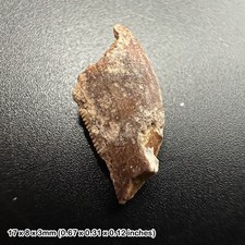 Genuine raptor dinosaur tooth