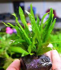 Java Fern Microsorum Pteropus