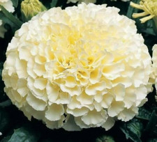 15 Kilimanjaro African Marigold Seeds - Edible