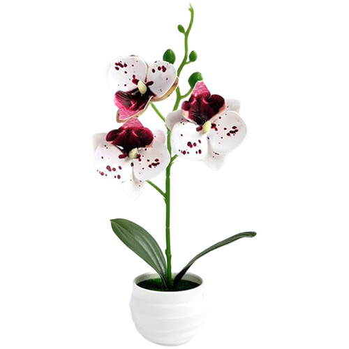 Phalaenopsis orchid potted - phalaenopsis,