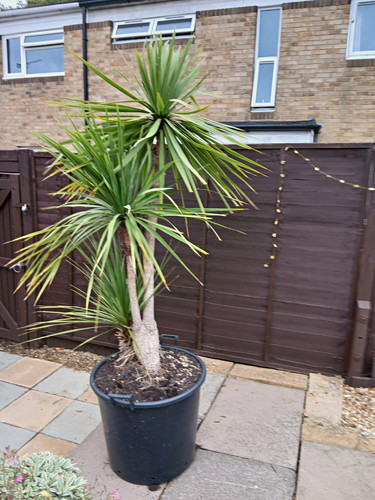 Cordoline 210litre pot - cordoline,
