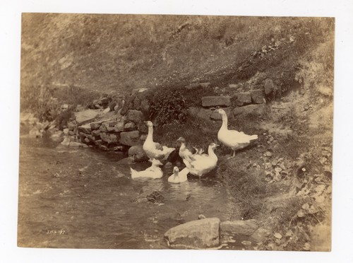 Frank meadow sutcliffe whitby - frank,