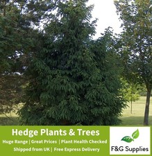 Norway Spruce Christmas Tree Bare root hedge plants evergreen hedging xmas tree