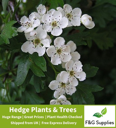 Hawthorn hedge plants native - hawthorn,