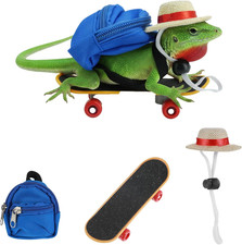 3 Pieces Bearded Dragon
