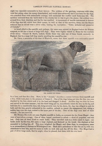 Mastiff dogs dog breeds - dog,