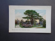 ESSEX:  THE OLD CEDAR TREE