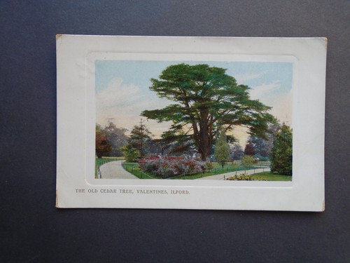 Essex the old cedar - essex:,