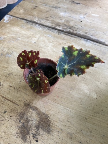 Begonia rex tiger paws small - begonia,