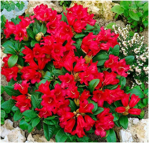 Dwarf rhododendron - dwarf,