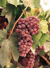 6ft inc. pot LARGE SEEDLESS RED TABLE GRAPE VINE Vitis Suffolk Red 10L