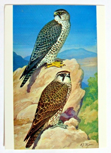 Postcard lanner falcon - -,