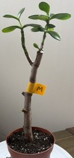Crassula Ovata Jade Succulent