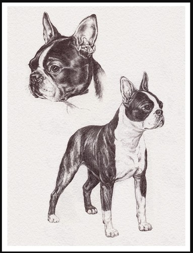 Boston terrier dog - dog, sketch