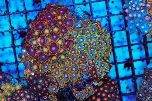 Multi zoanthid rock wysiwyg - wysiwyg,