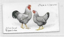 Single Card Original People Places curious beaks wild foreign birds poultry ec4