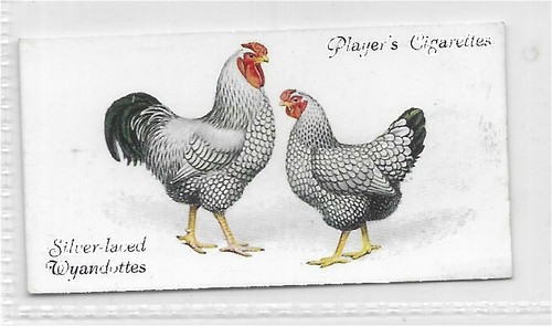Single card original - single,