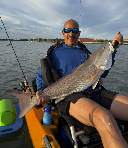 Baitshark kayak fishing - baitshark,