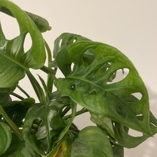 Monstera deliciosa swiss - deliciosa,