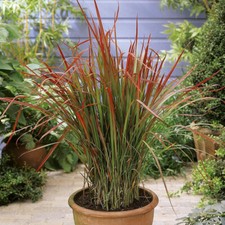 Ornamental Grass, Red Baron Blood Grass, Rich Colour, Hardy, 2L Pot, Perennial