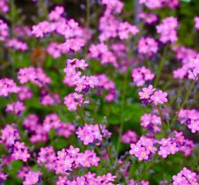 1200x Forget Me Not Rose Pink Myosotis Alpestris Seeds - Flower