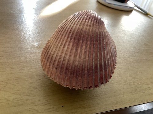 Dinocardium robustum bivalve - dinocardium,