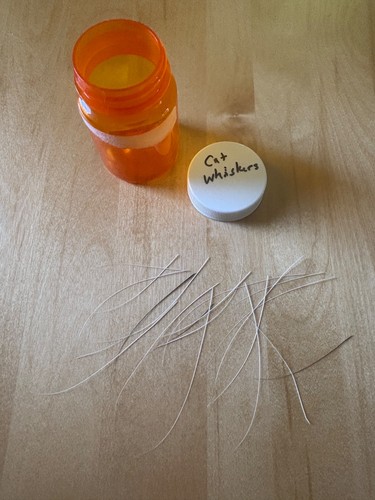 Naturally shed cat - naturally, whiskers