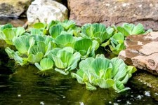 5 Floating Pond Plant Water Lettuce - Oxygenating Plants Juveniles - Jumbo Type