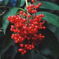 Red elderberry tree - , sambucus